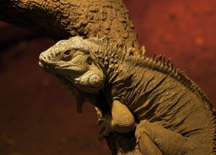 Reptilário do Zoo Santo Inácio