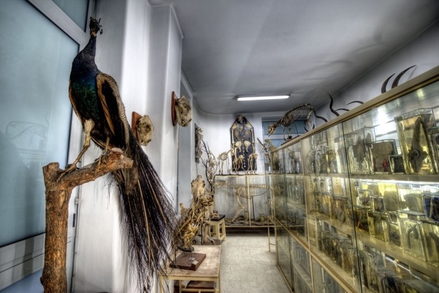Museu de Anatomia da Faculdade de Medicina da Universidade do Porto 2