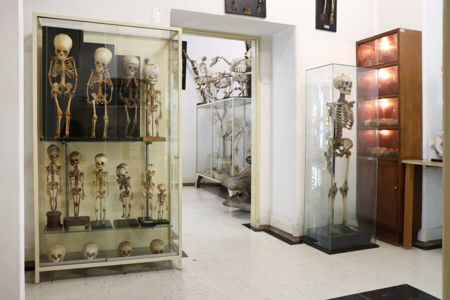 Museu da Unidade de Anatomia - Porto