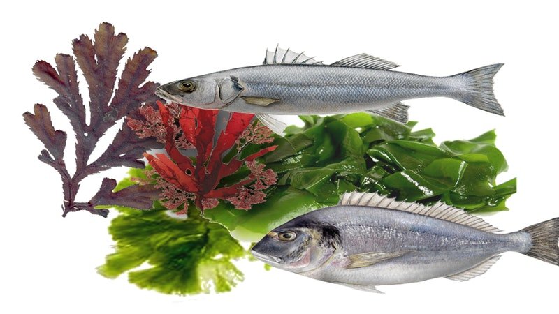Marinhas Algas Marinhas - Uma fonte sustentável de bioplásticos e ingredientes funcionais para a alimentação animal