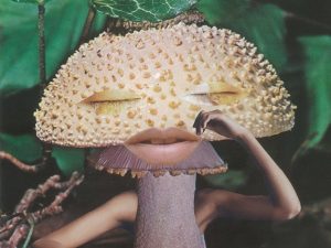 A Arte dos Cogumelos