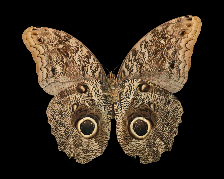 DIÁLOGOS ÍMPARES #16 — Colecionadores naturalistas e os Museus de História Natural