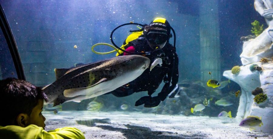 SEA LIFE Porto celebra o Carnaval