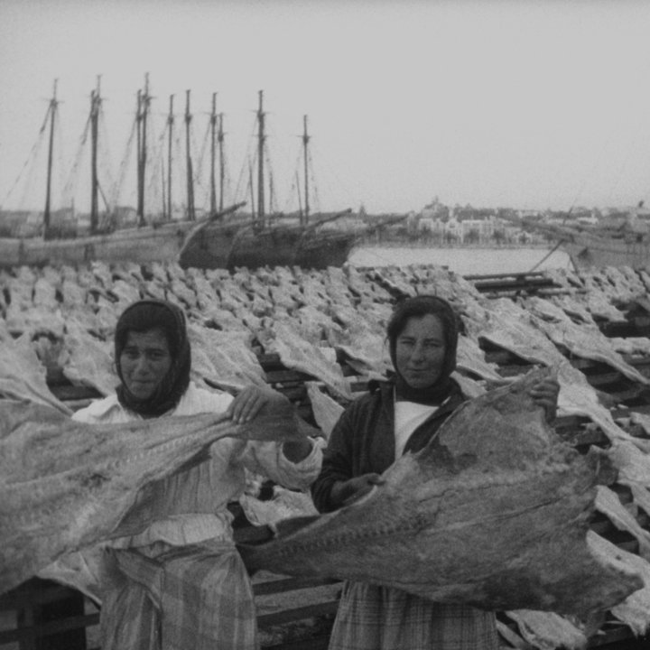 Cinema Cineclube PESCA DO BACALHAU + Å SEILE SIN EGEN SJØ (VIDA COSTEIRA)