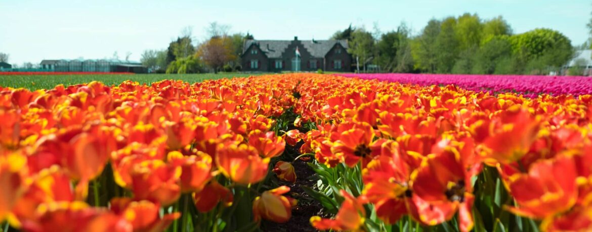 Os encantos da Holanda: Descubra os principais pontos turísticos