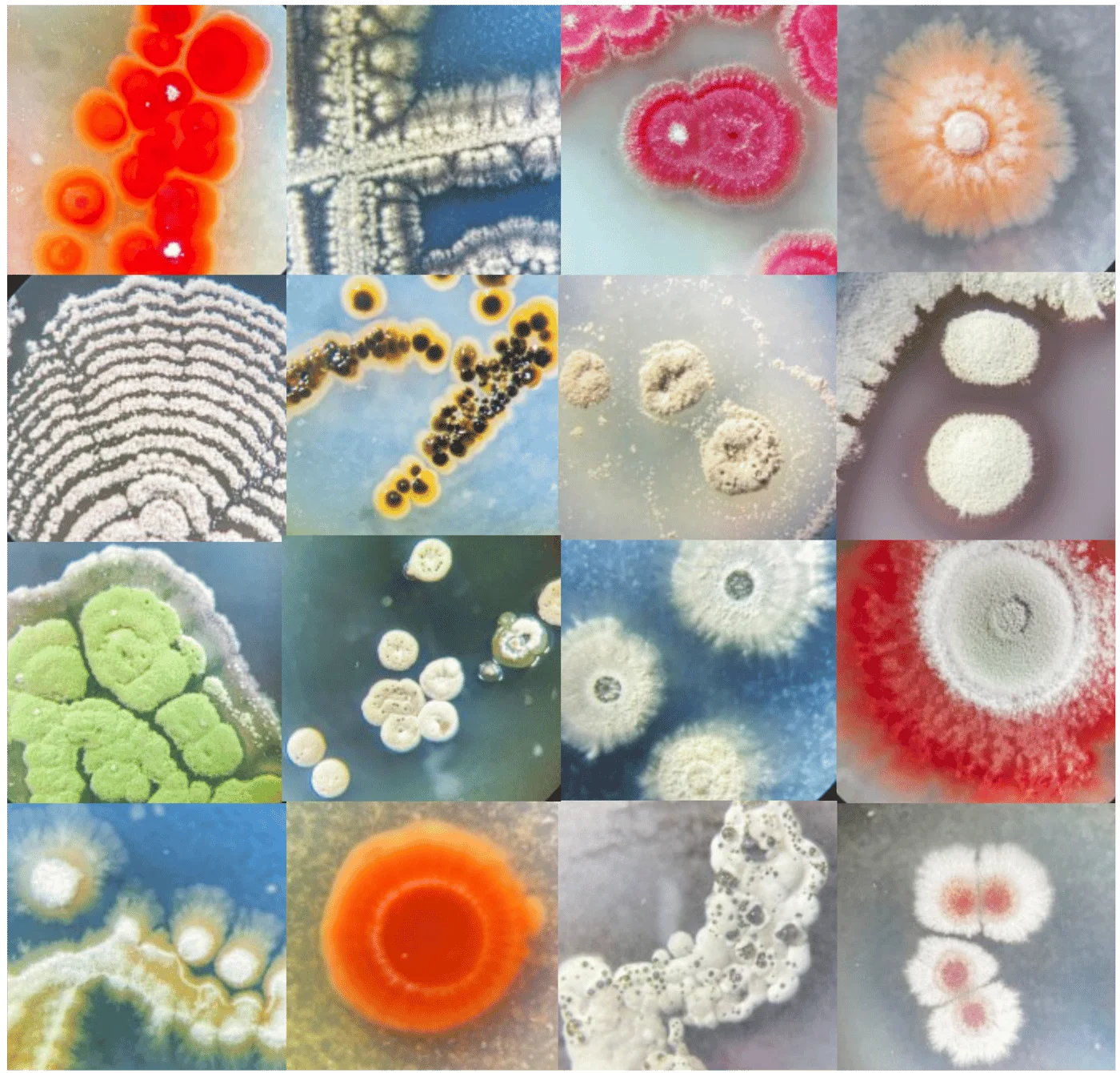 Actinobactérias marinhas: tesouros microbianos dos oceanos para aplicações biotecnológicas