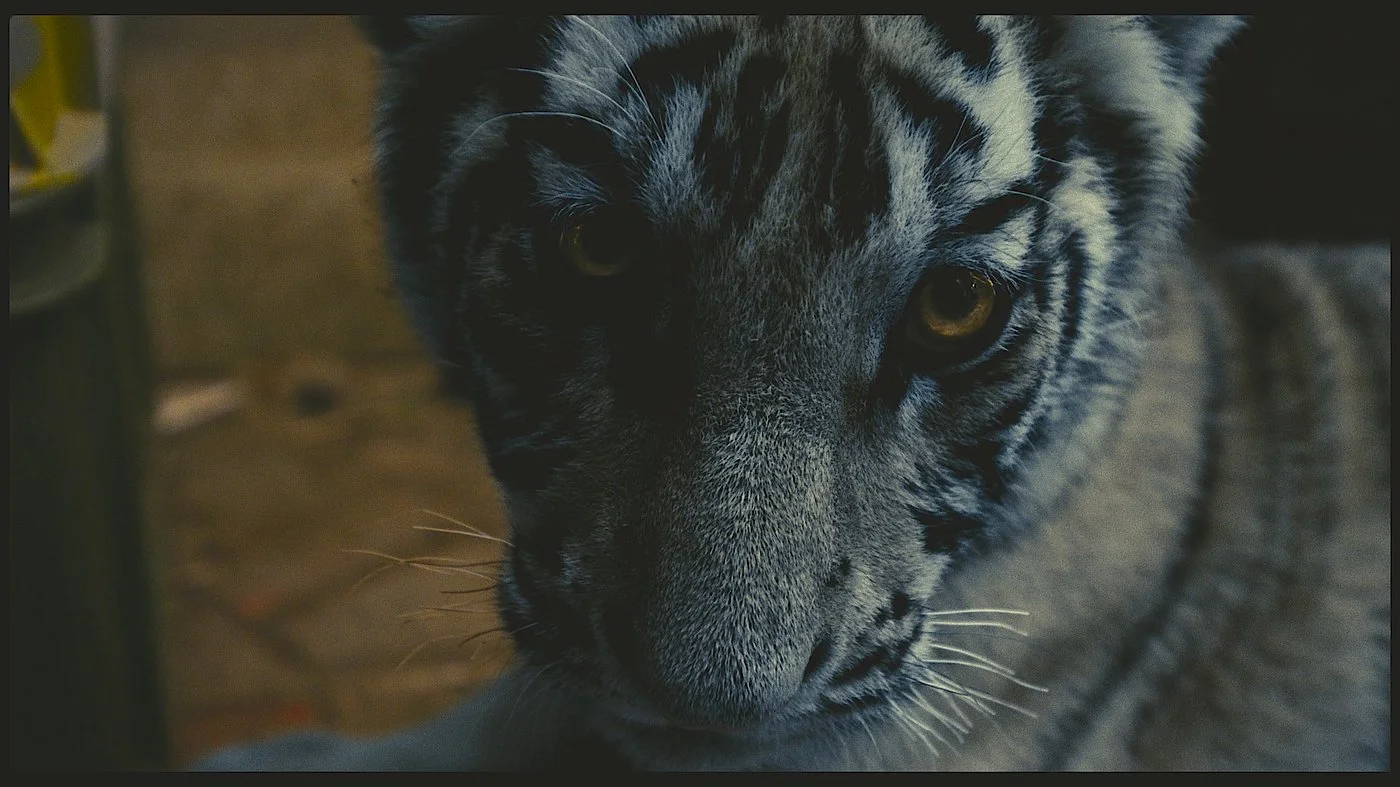 O Tigre Azul + Filme resultado da Oficina de Animação com Laura Gonçalves