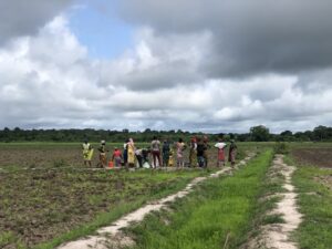 Arroz Africano no Mundo Atlântico