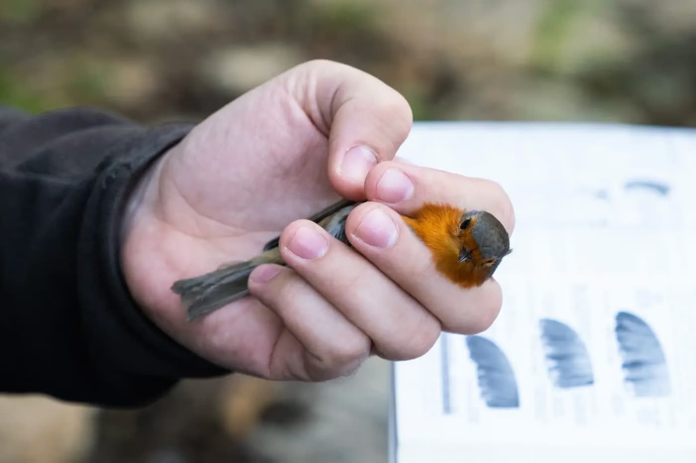 Anilhagem Científica de Aves 2025