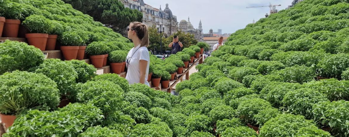 Flores de Manjerico | Instalação Artística Celebra o São João no Coração do Porto