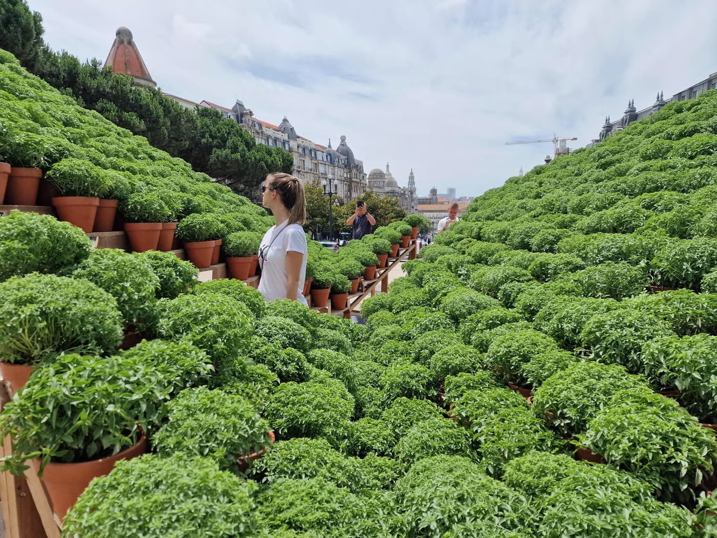 Flores de Manjerico | Instalação Artística Celebra o São João no Coração do Porto
