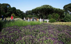Visita Sazonal de Primavera
