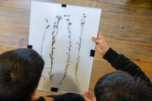 Visita Temática ao Parque de Serralves | Diversidade de Plantas e Herbário