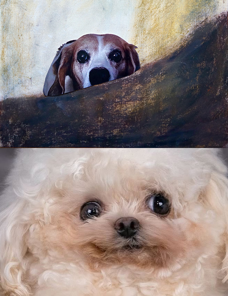 AMORES PERROS