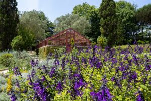 Visita Guiada ao Jardim das Aromáticas em Serralves