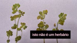 Isto NÃO é um herbário — Exposição