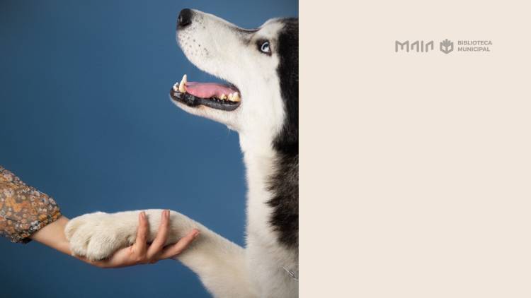 Amigos de Patas – Histórias, Cuidados e Afetos