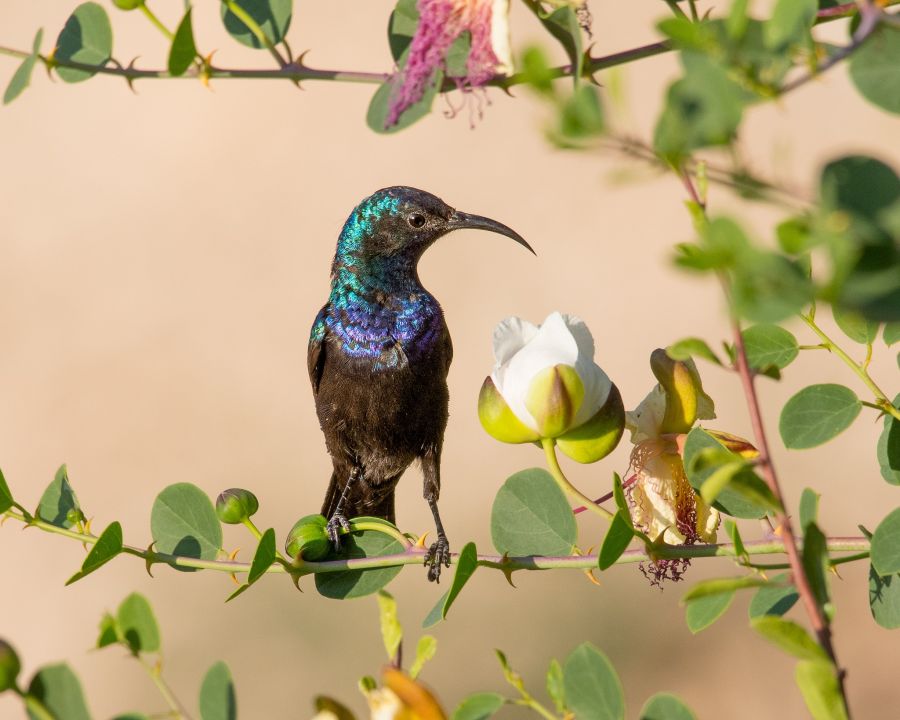 Exposição “Aves da Palestina” chega ao Porto com mensagens de esperança