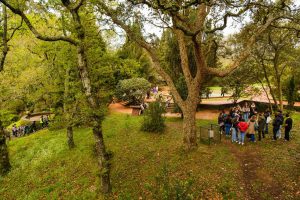 Cianobactérias: da origem da vida à morte dos ecossistemas