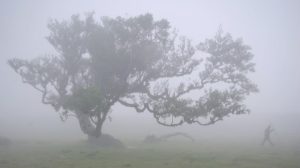 Dois Tons de Cinza, de Alexandre Delmar