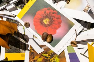 Fotografia de Natureza - Oficina com Jorge Sarmento