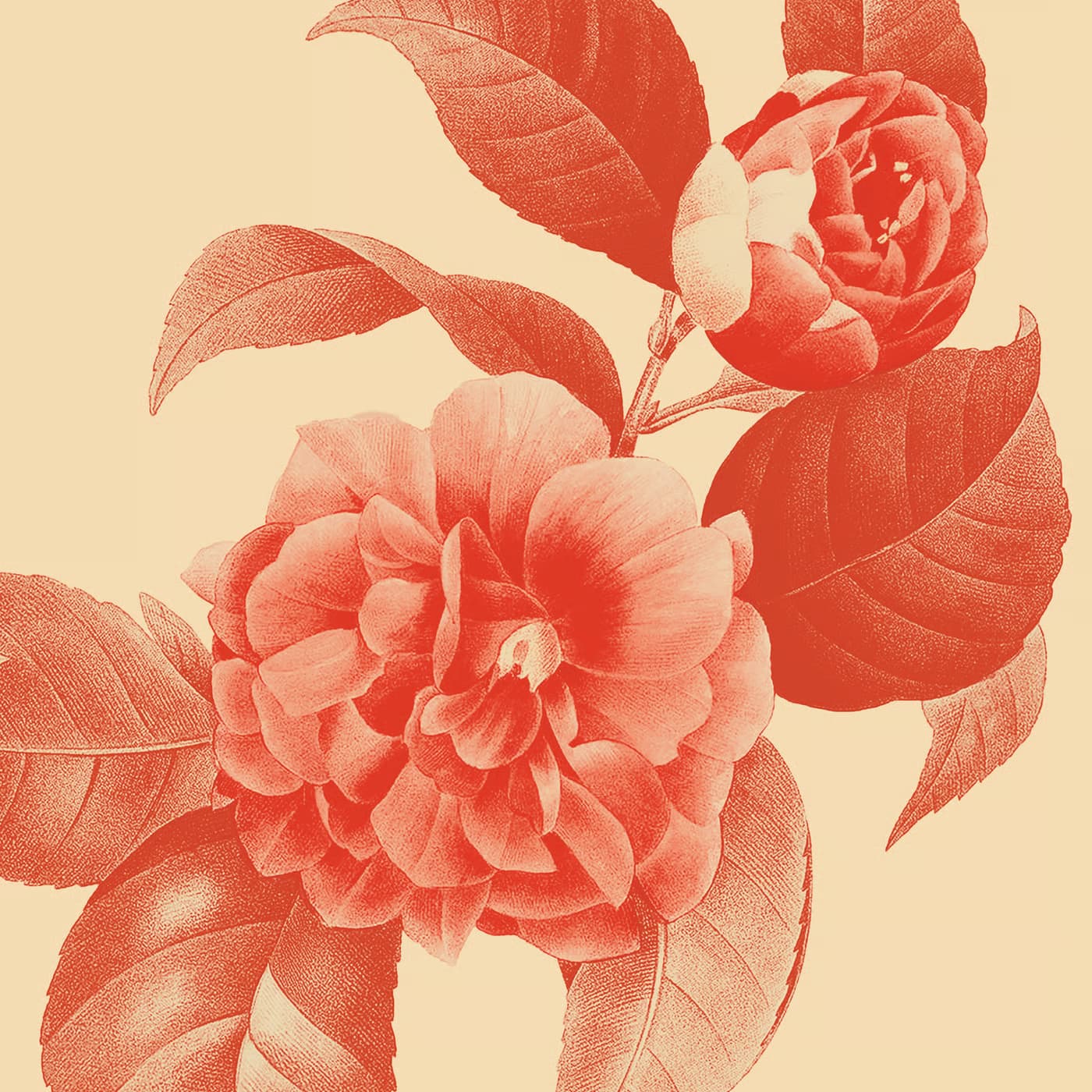 30.ª Exposição de Camélias do Porto no Palácio da Bolsa