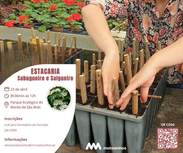 Ação prática de estacaria em Matosinhos promove regeneração ecológica e aprendizagem ambiental