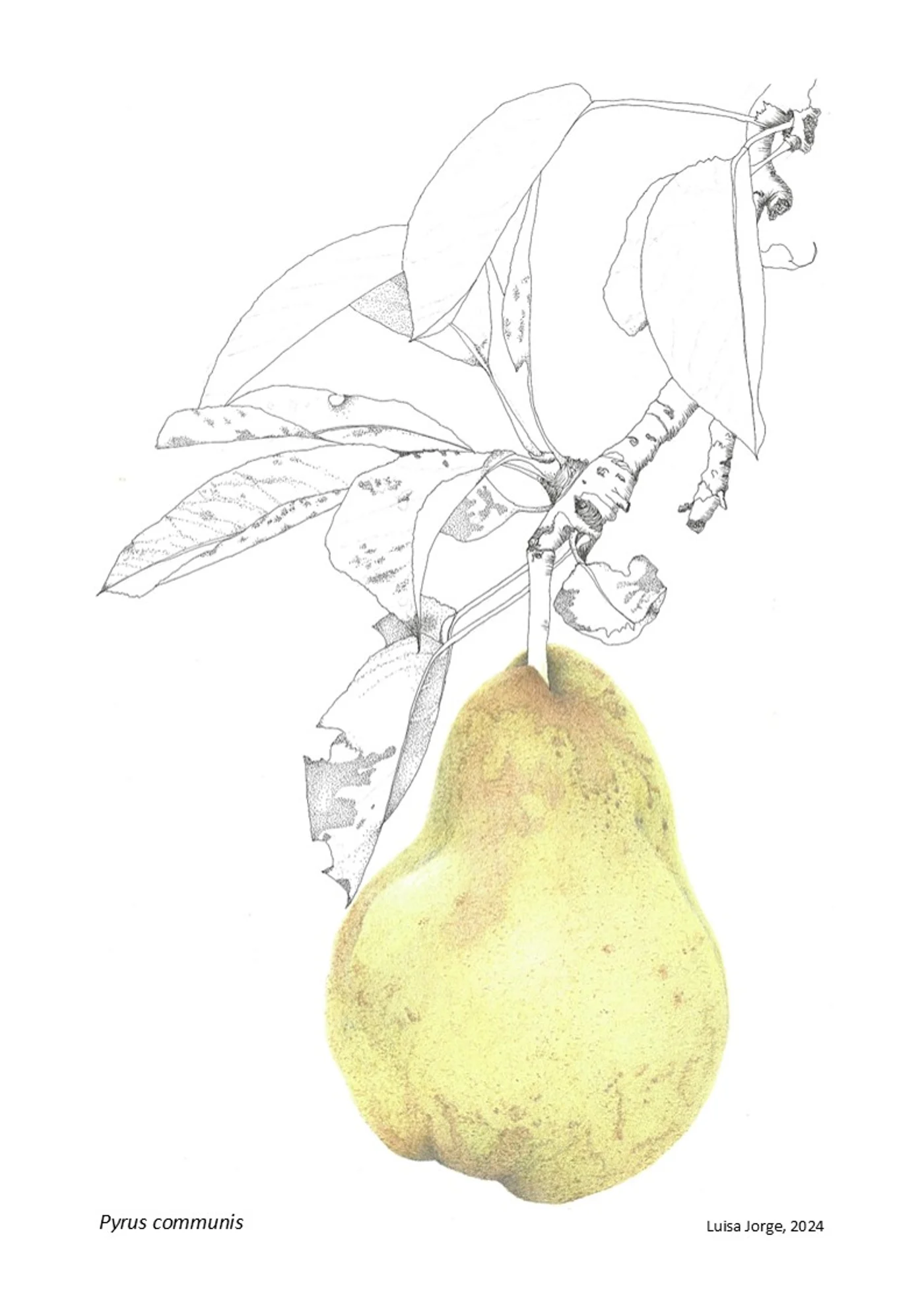 “A(R)RISCAR” com Luísa Jorge