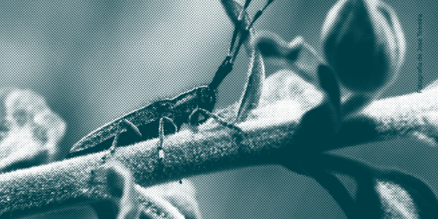 Bioblitz no Corim convida a descobrir a biodiversidade da Maia