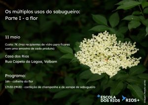 Os múltiplos usos do sabugueiro | Parte I - a flor