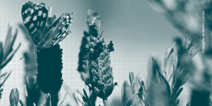 Tertúlia sobre biodiversidade nos jardins
