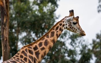 Girafa no Zoo Santo Inácio em Gaia