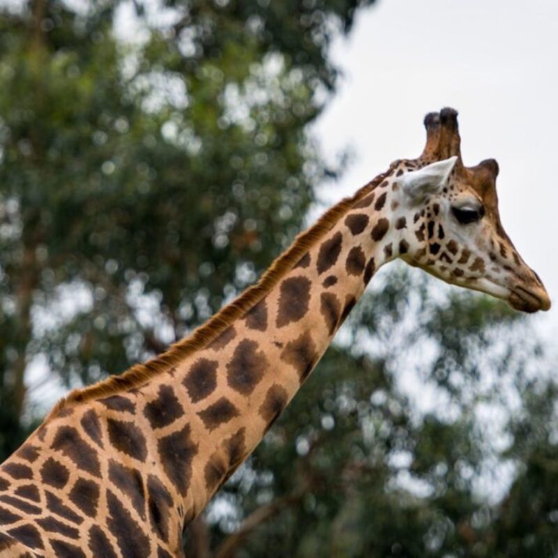 Festa de aniversário para crianças no Zoo Santo Inácio